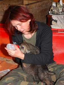 Schwedische Wölfe - Aufzucht